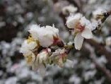 abricotier sous la neige