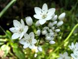 ail de Naples : inflorescence