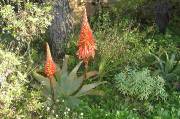 aloes arborescent