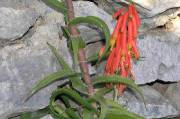 aloes cilié