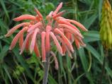 aloes varié