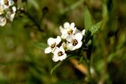 alysse corbeille d'argent : fleurs