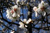 amandier : groupe de fleurs