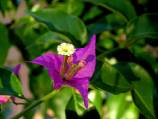 bougainvillée