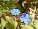 ceratostigma