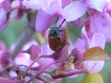 chrysomélide sur arbre de Judée