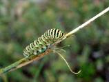 machaon