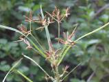 cyperus