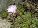 echinopsis