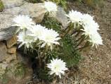 echinopsis