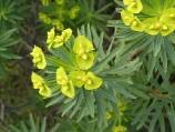 euphorbe arborescente : inflorescence