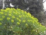 euphorbe arborescente