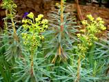 euphorbe characias