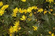 euryops