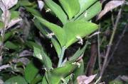 fragon hypoglossum : fleurs