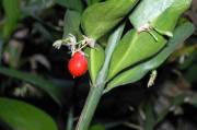 fragon hypoglossum : fruits