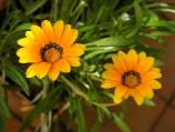 gazania