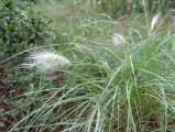 pennisetum