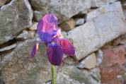 iris des jardins