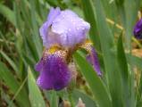 iris des jardins