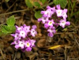 lantana