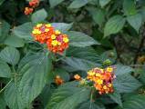 lantana