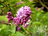 lilas