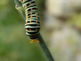 chenille de machaon