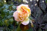 rose 'Madame Meilland'