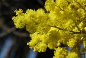 mimosa (fleurs)