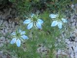 nigelle de Damas