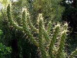 opuntia rosea