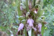 orchis à longues bractées : fleurs