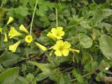 oxalis pied de chèvre