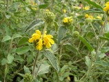 phlomis, ou sauge de Jérusalem