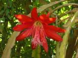 phyllocactus
