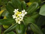 pittosporum