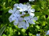 plumbago