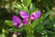 polygala