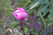 rose de chine (Hermosa)