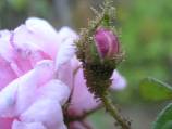 rose moussue