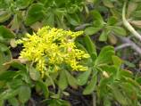 sedum praealtum