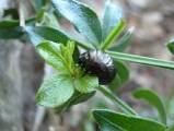 larve de scarabée crache-sang