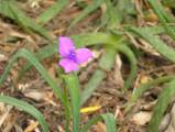 tradescantia de Virginie