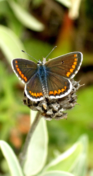 Azuré commun - Polyommatus icarus